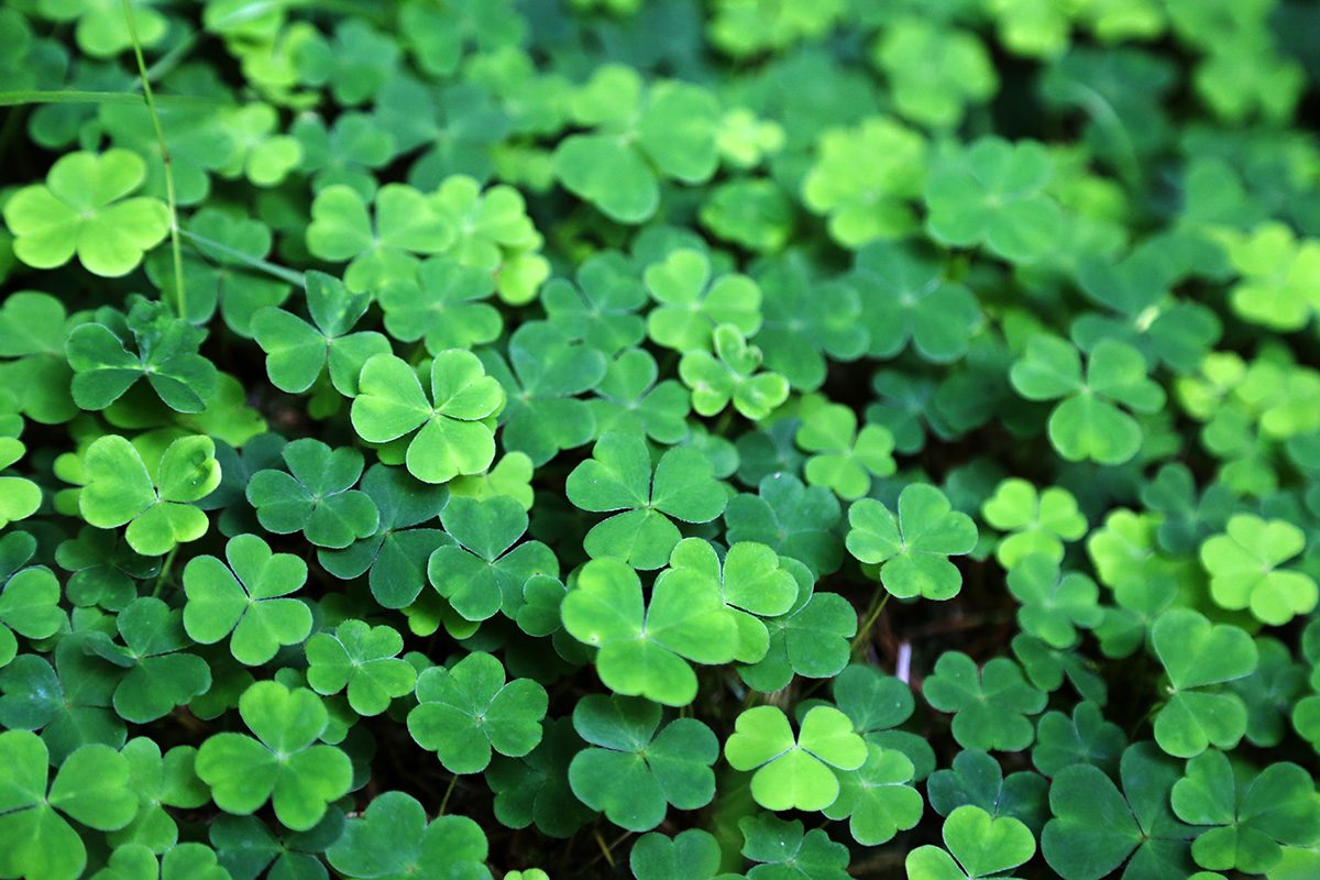 Clover Gettyimages 812788284