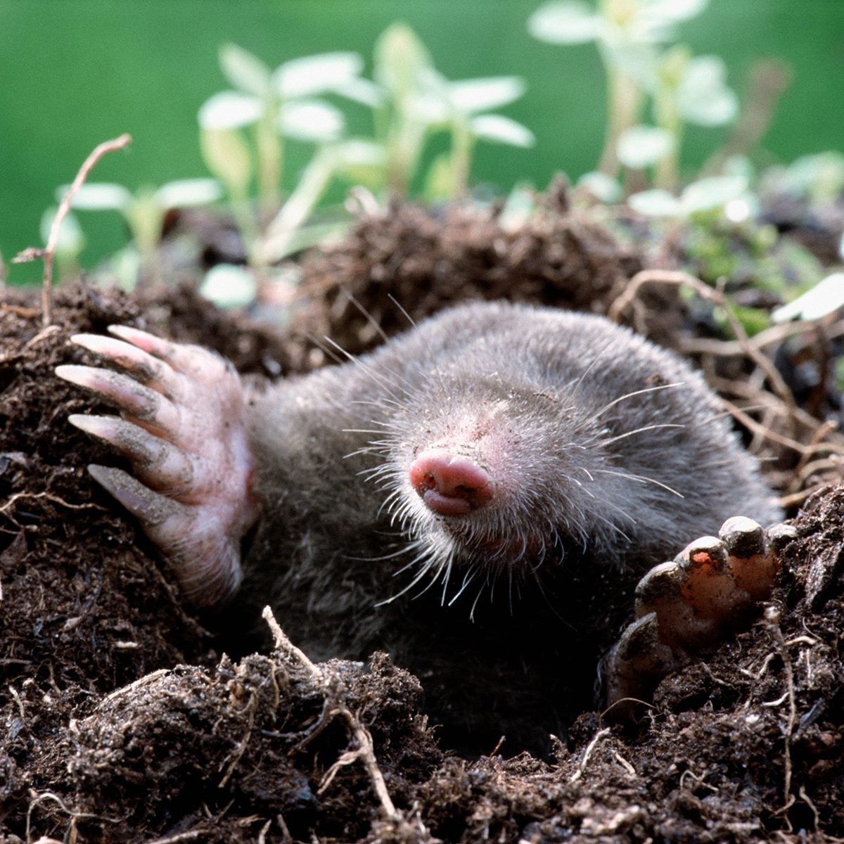 Diy Pest Control Strategies And Techniques Gettyimages 519029074