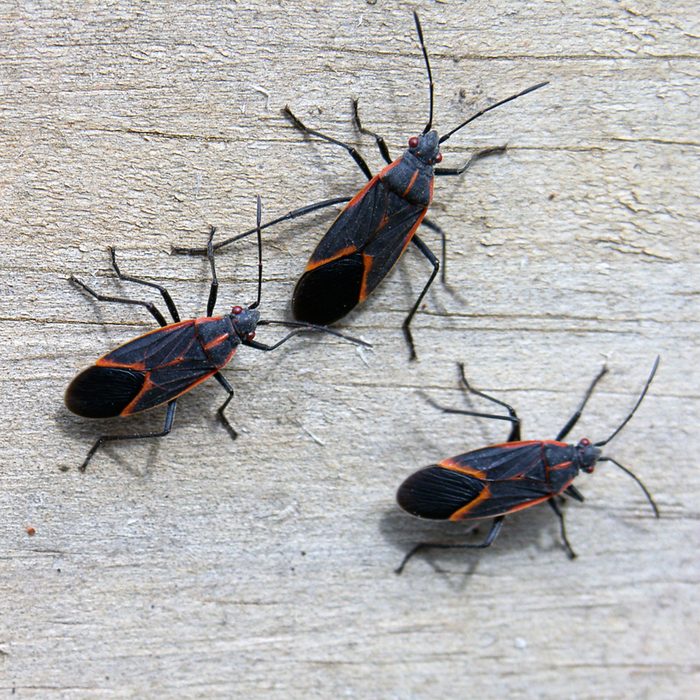 Diy Pest Control Strategies And Techniques Gettyimages 92021534