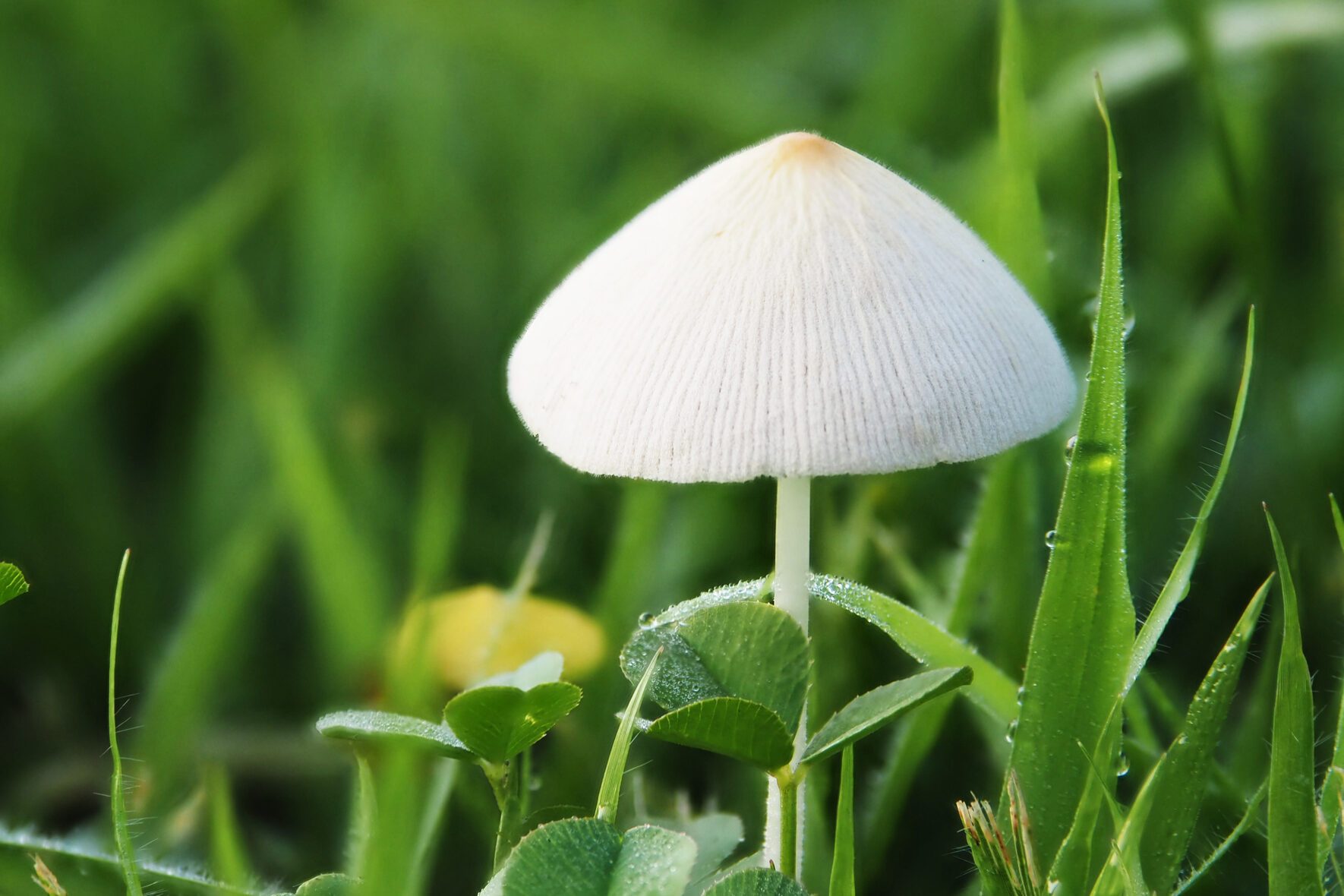 White Dunce Cap or Conocybe apala on the lawn in the morning