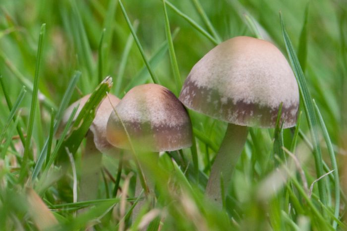 Panaeolina foenisecii (Maire - Brown Mottlegill or Lawn Mower