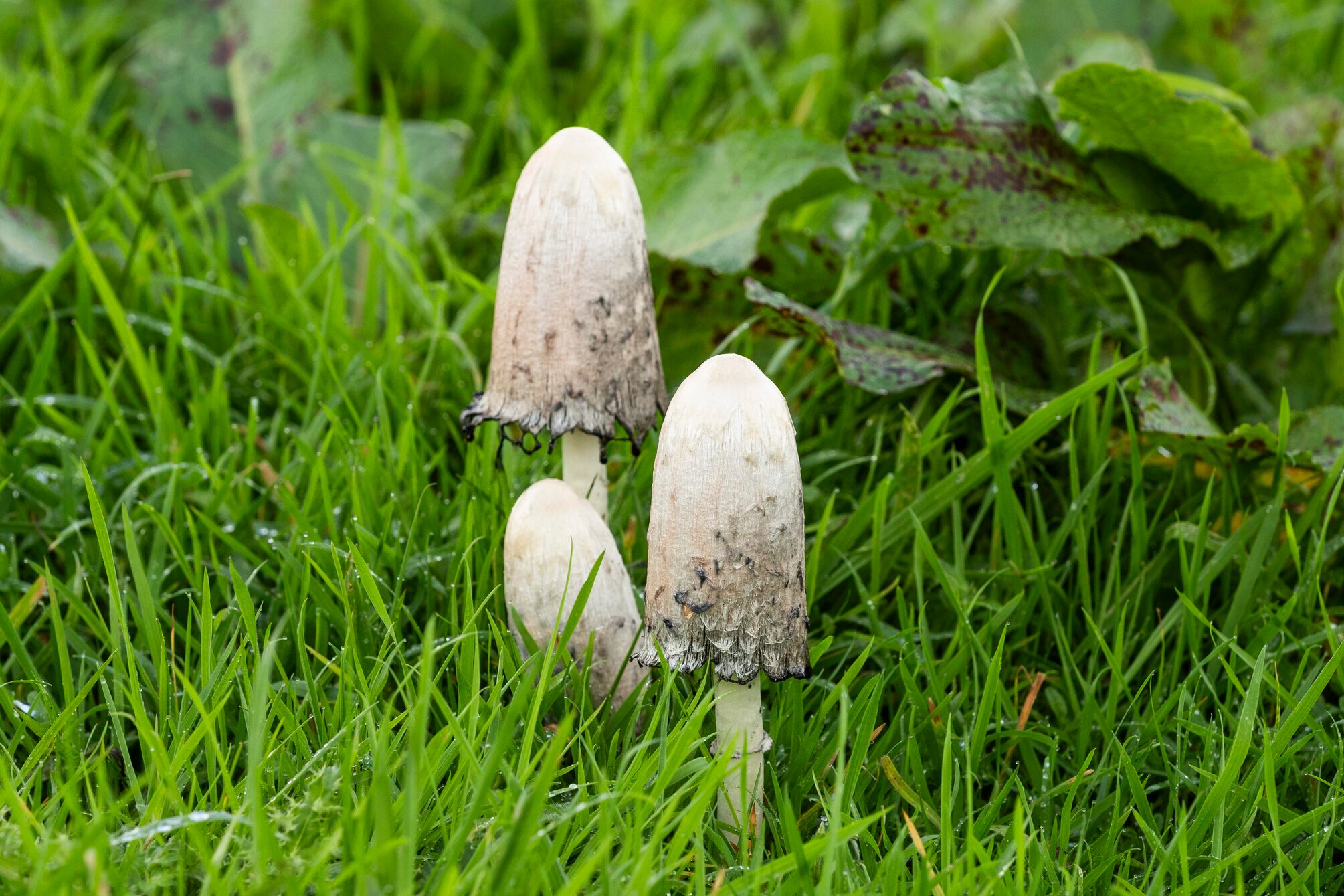 Shaggy Inkcap toadstool