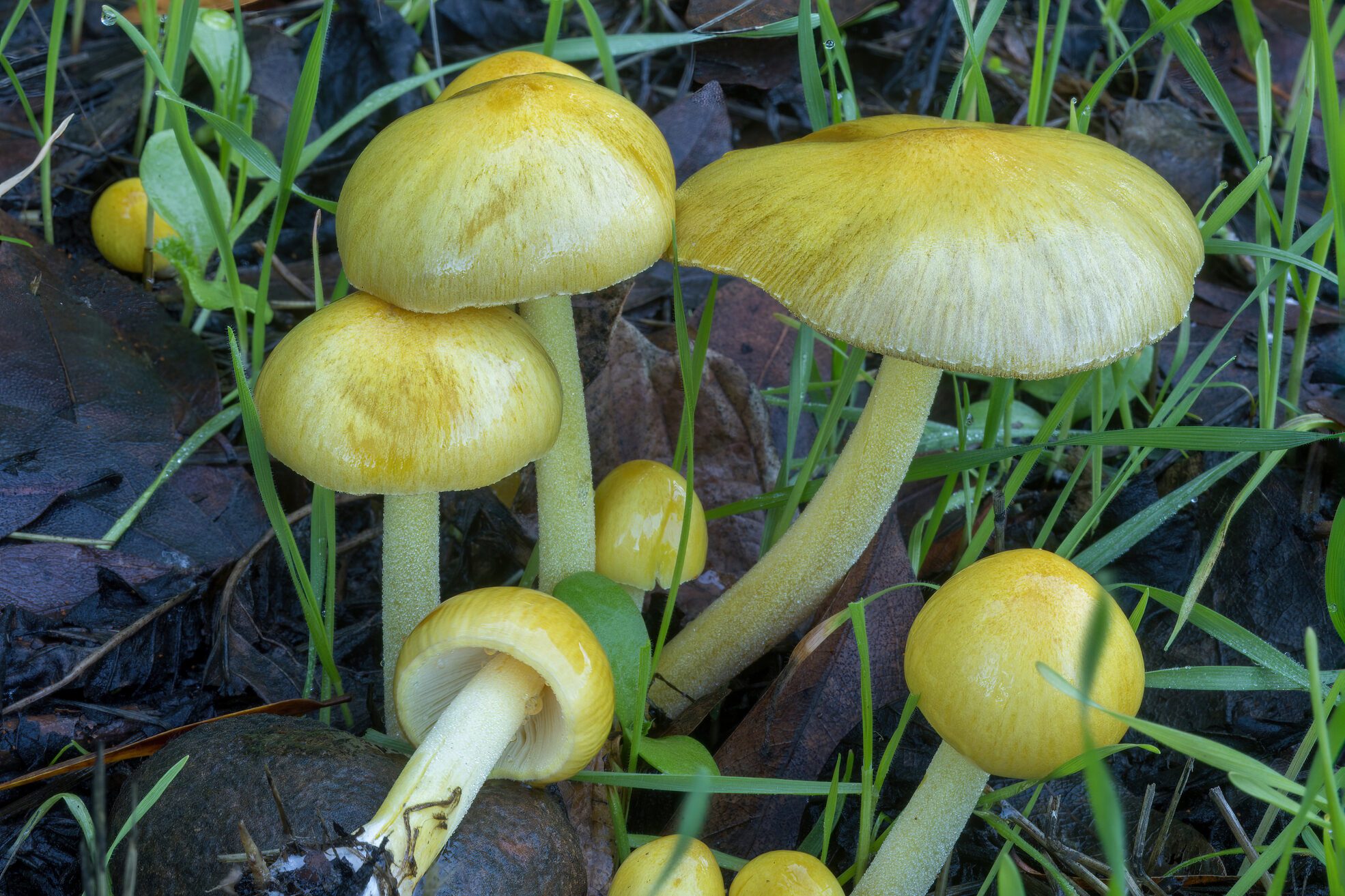 Bolbitius titubans commonly known as the sunny side up