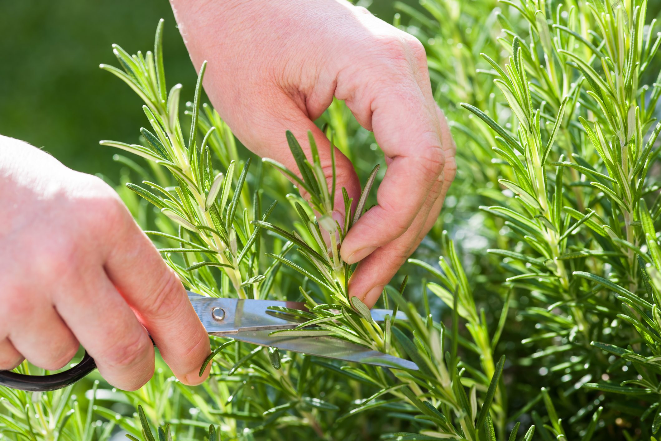 Gardener gathers rosemary herb