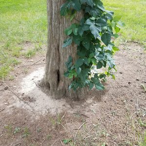 base of tree trunk with green vine growing on it, and a ring of dead grass surrounding it