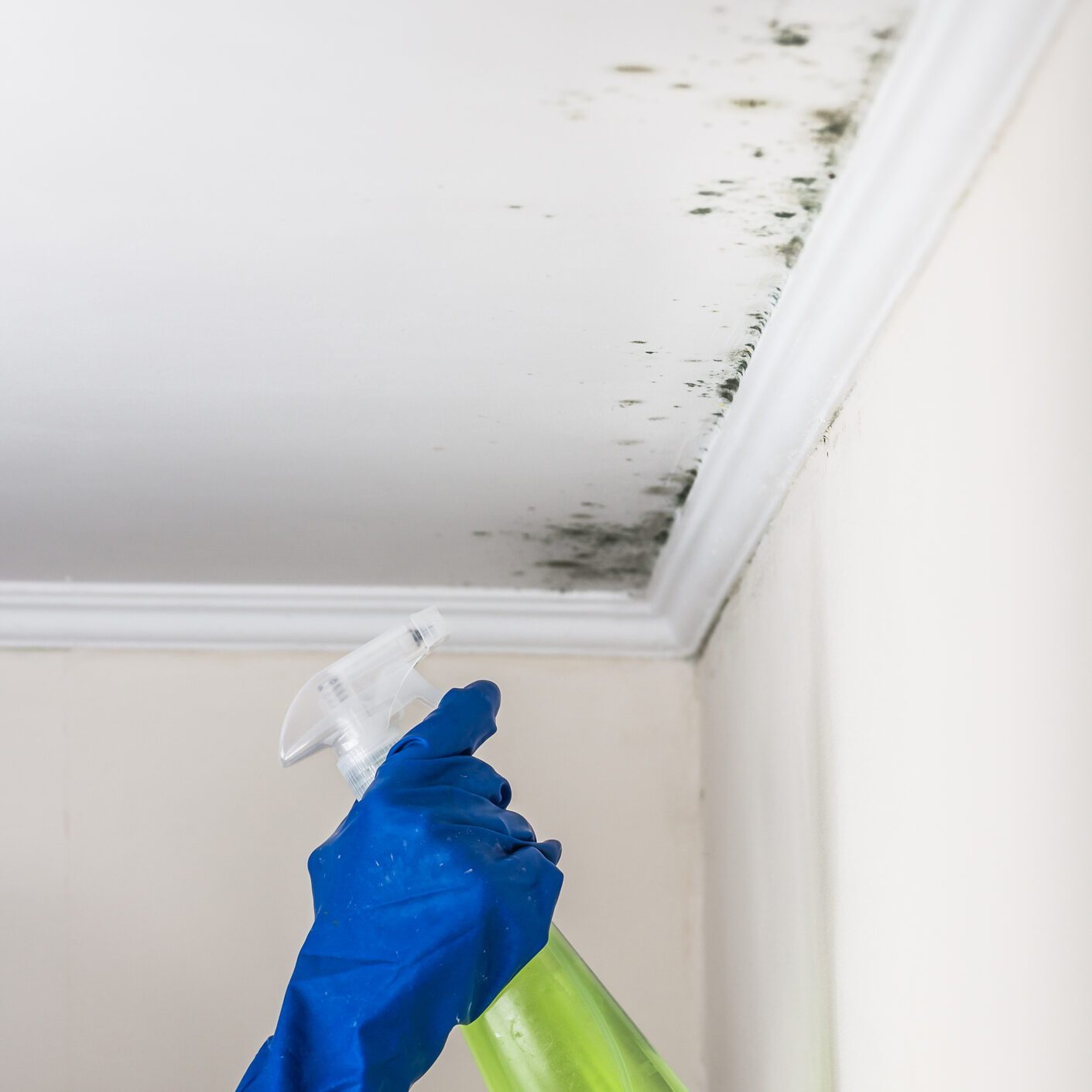 Removing mold from the living accommodation with cleaning substance