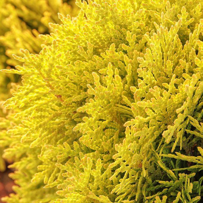 Golden Child Via Ngb.org