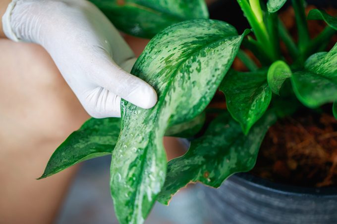 Is Your House Too Humid For Your Plants Gettyimages 1272175574