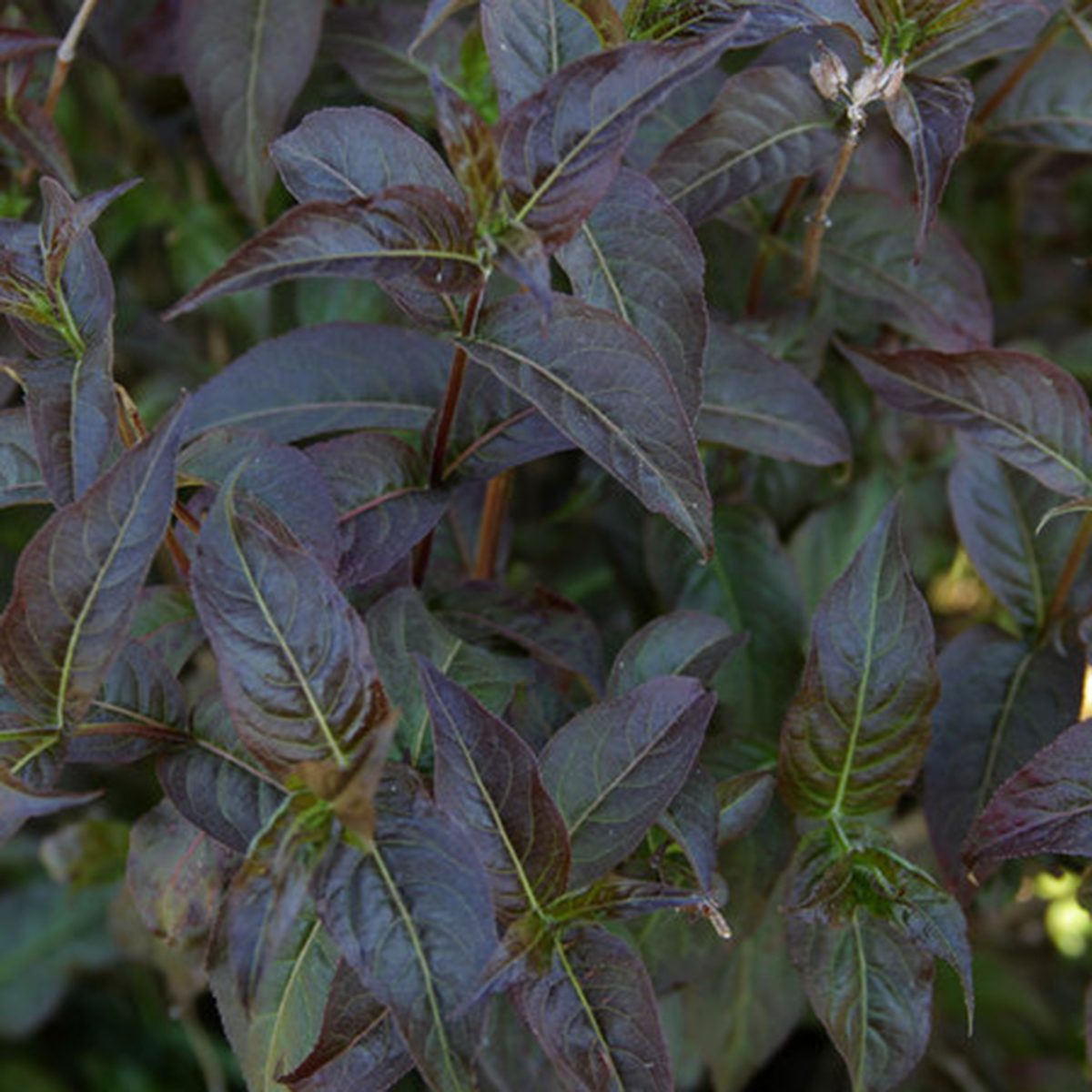 Kodiak Jet Black Diervilla Via Ngb.org