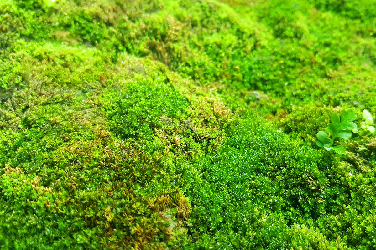 Moss Gettyimages 1498805483