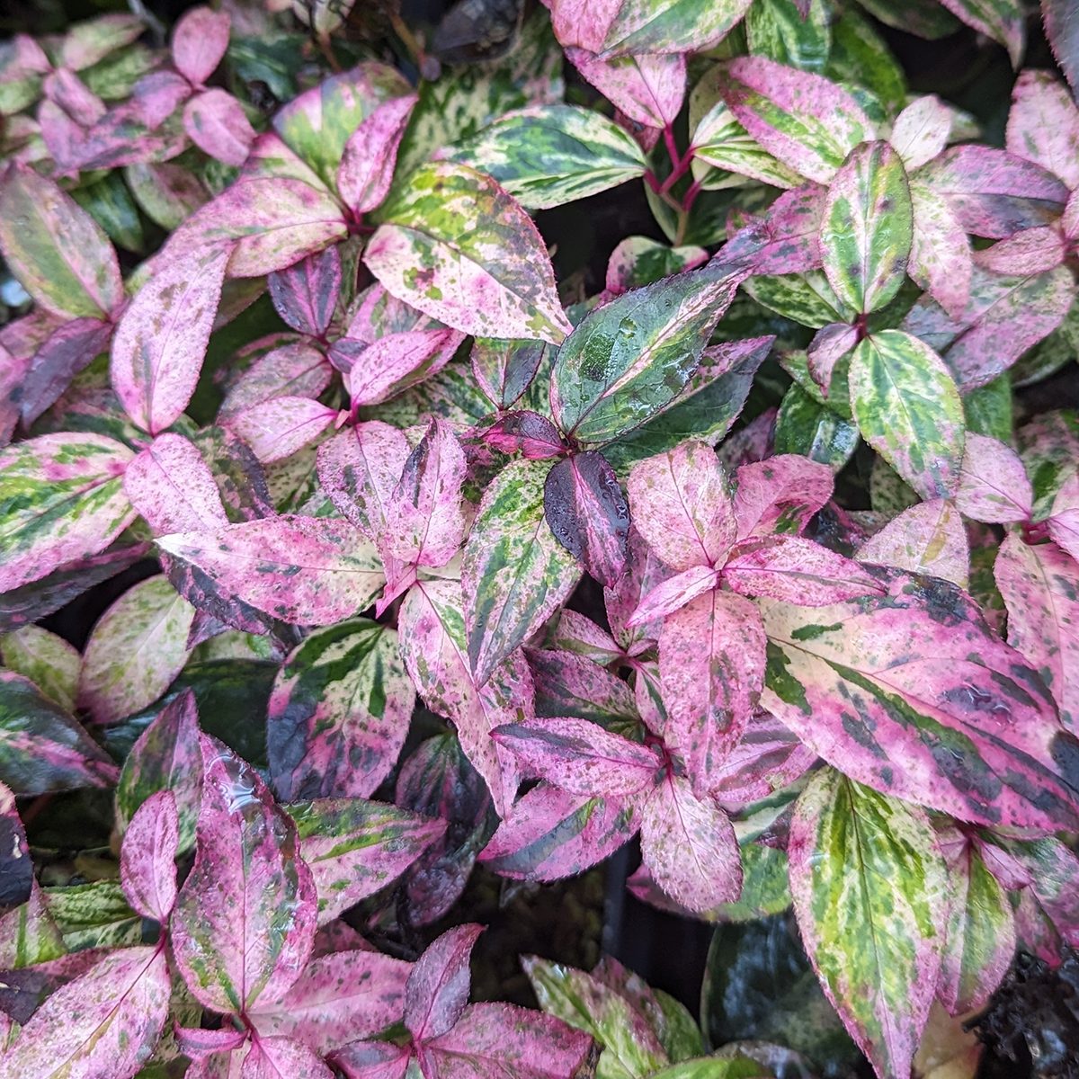 Paisley Pup Via Ngb.org