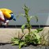 Is Bleach as a Weed Killer a Good or Bad Idea? Experts Weigh In