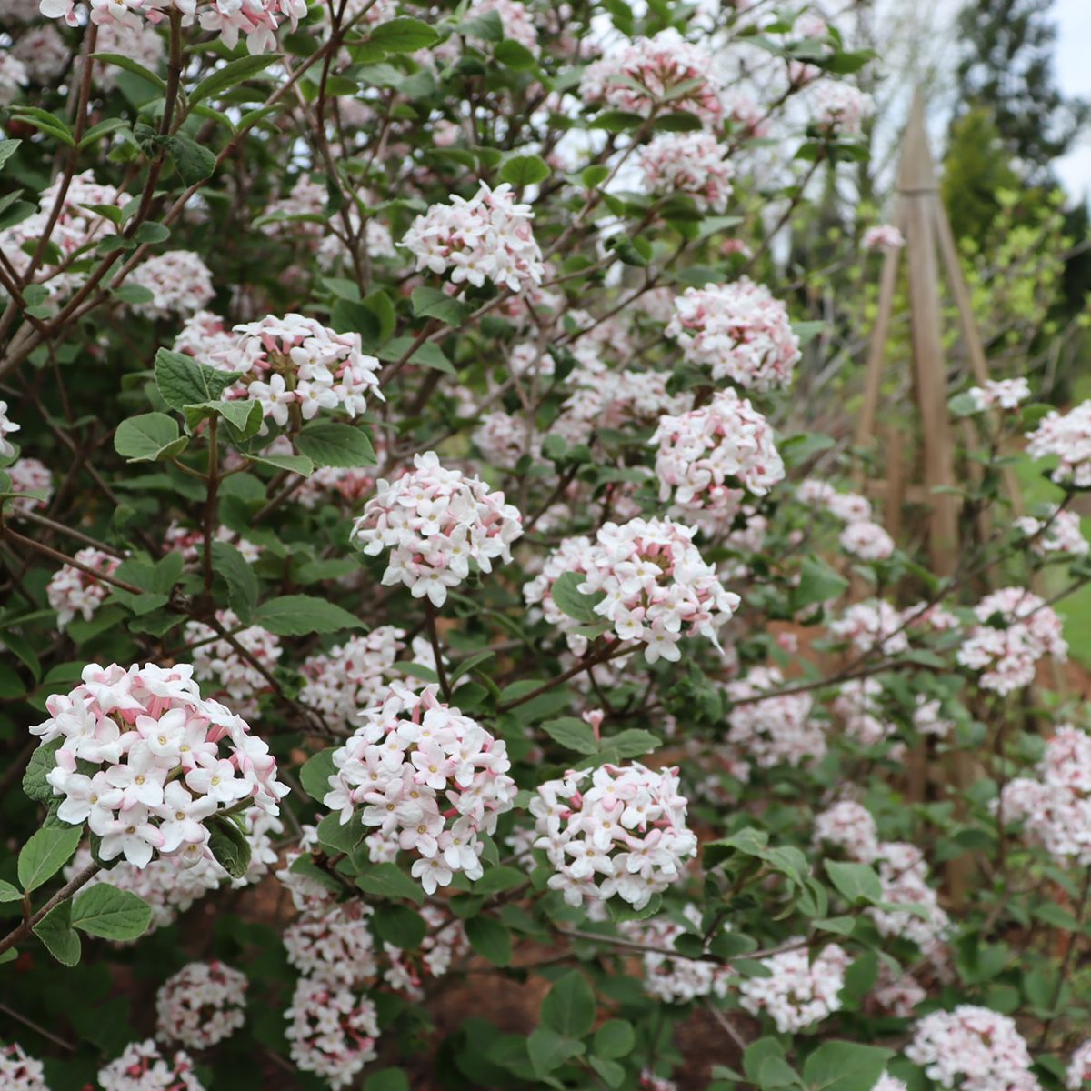 Spice Cowboy 4358 Blooms Spring Meadow Via Googledrive Jennifer4gmg