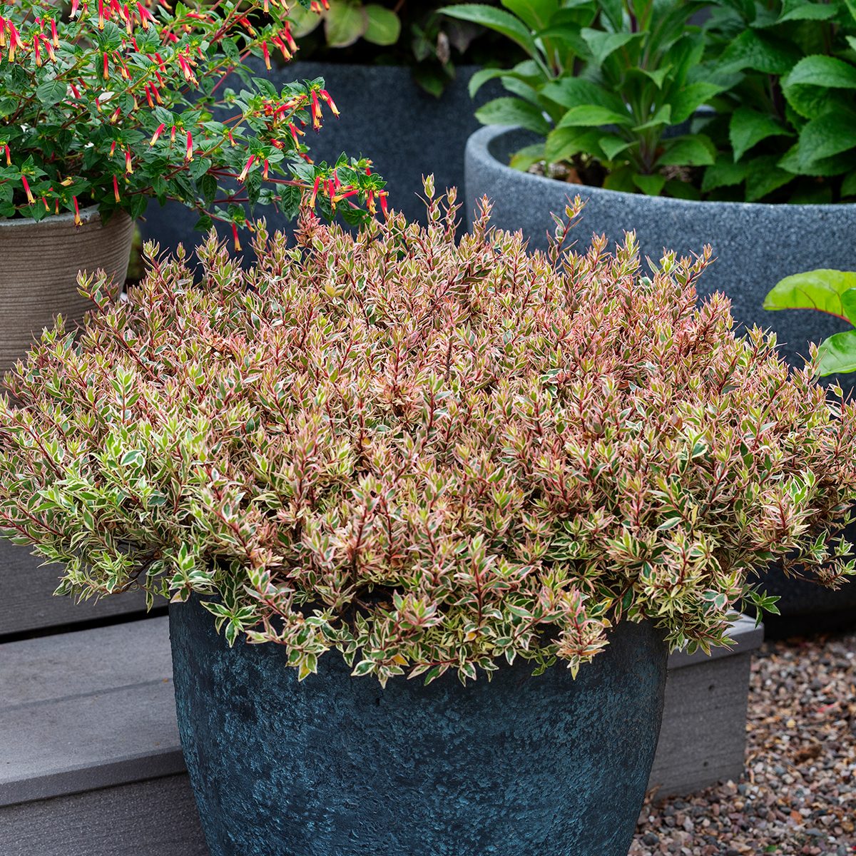 Suntastic Abelia Suntastic Pink Credit Planthaven International