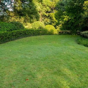 Tips For A Weed Free Yard Gettyimages 1324398522