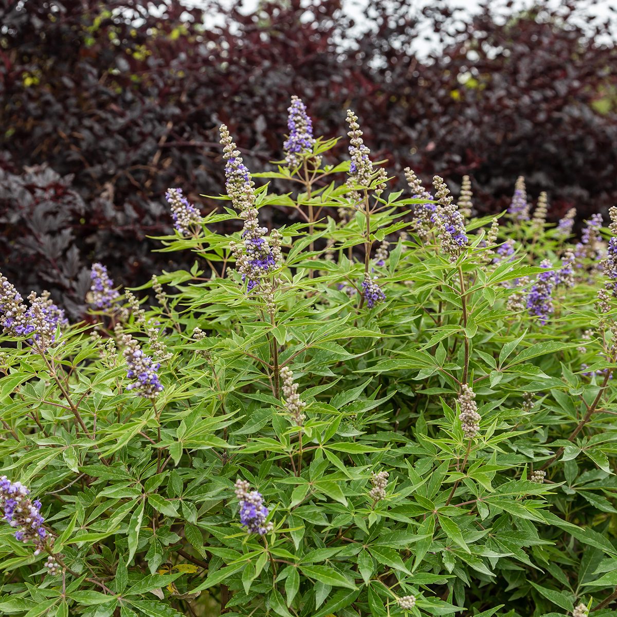 Violet Mist Via Ngb.org