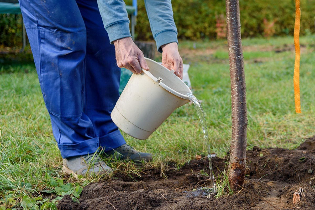 A man watering the plant.