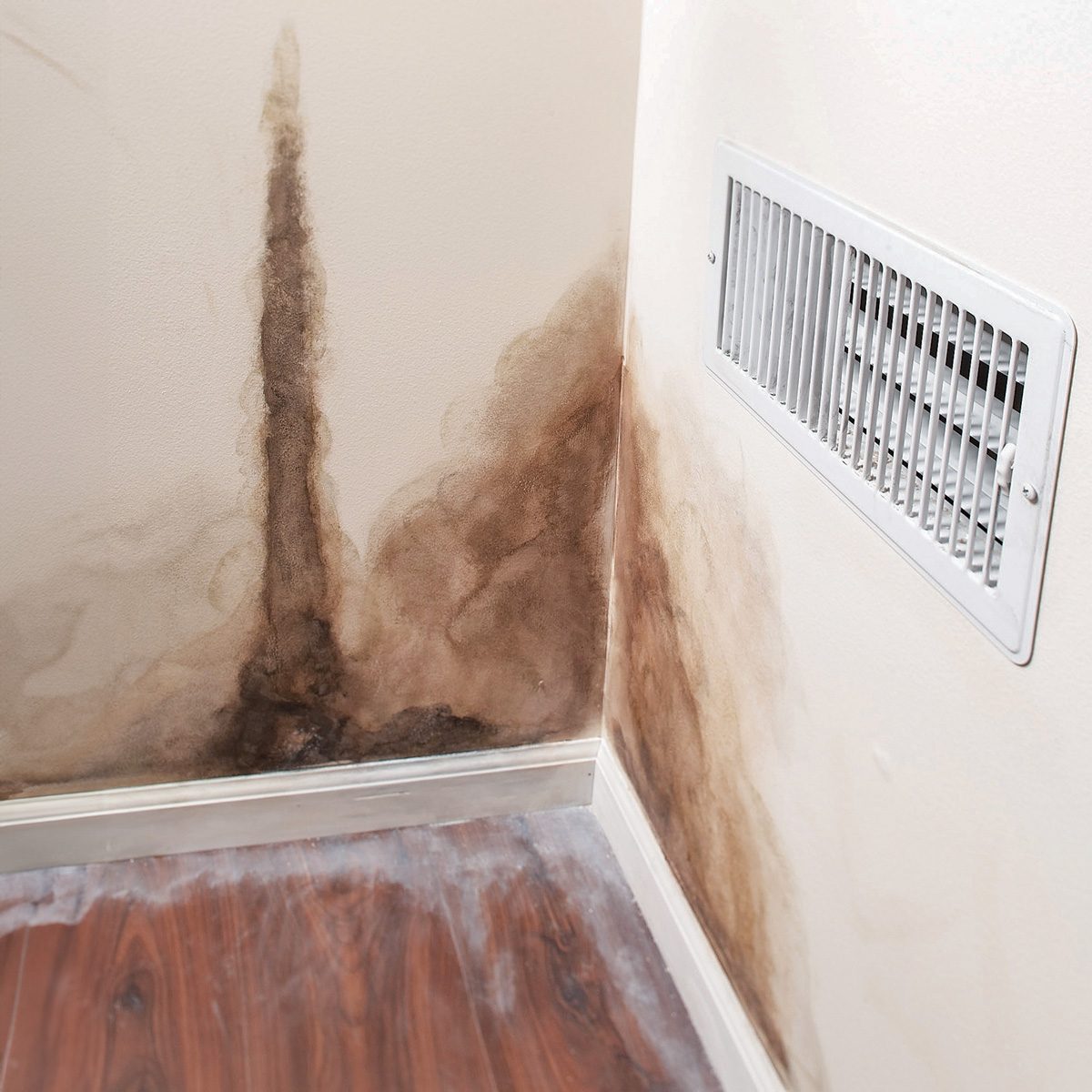 mold on walls