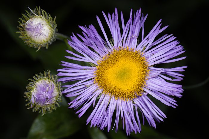 10 Weeds With Purple Flowers Aster Gettyimages 2186544746