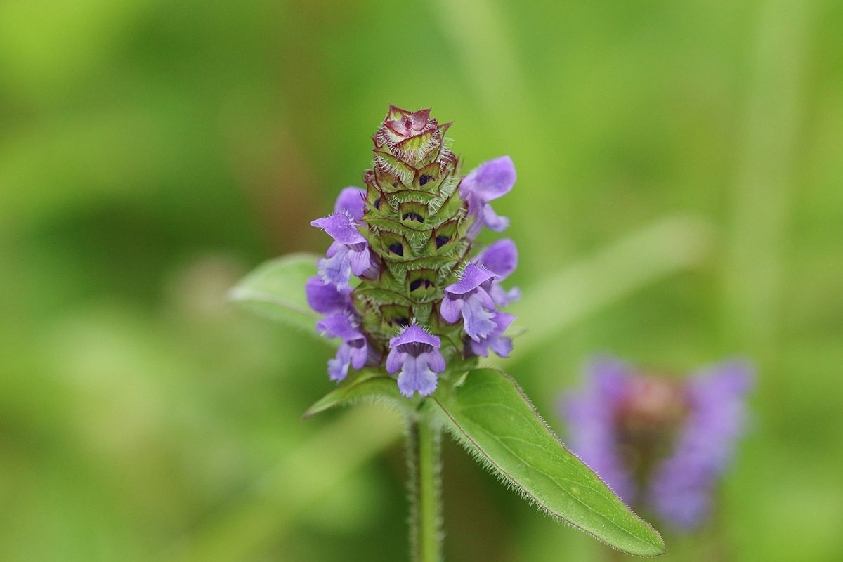 10 Weeds With Purple Flowers Gettyimages 1253404033