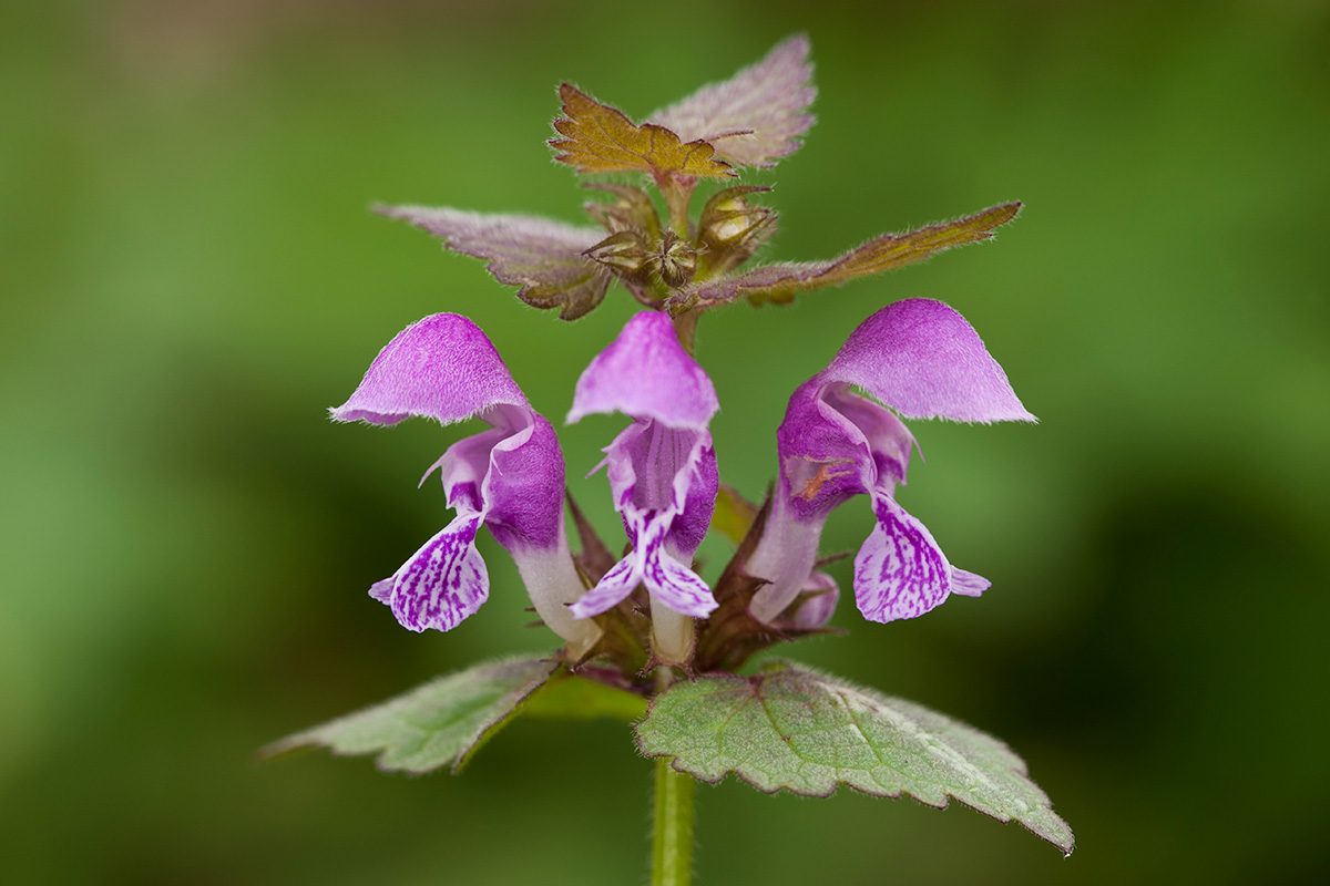 10 Weeds With Purple Flowers Gettyimages 158879649