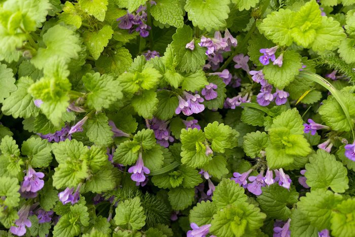 10 Weeds With Purple Flowers Ground Ivy Gettyimages 2149416050