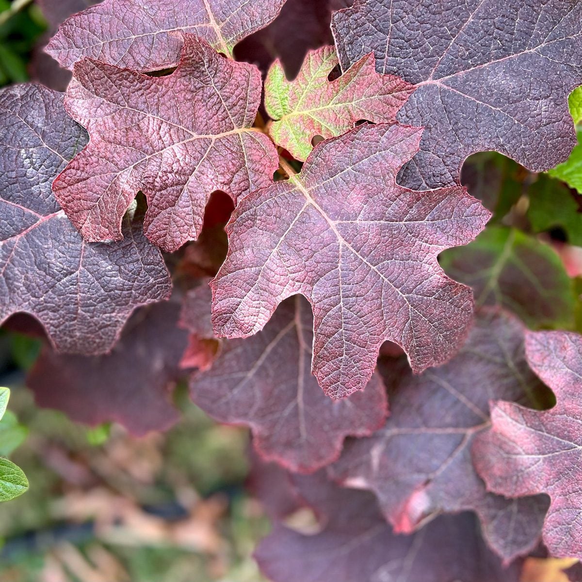 14 New And Unique Shrubs You Should Know About Gettyimages 1437344997