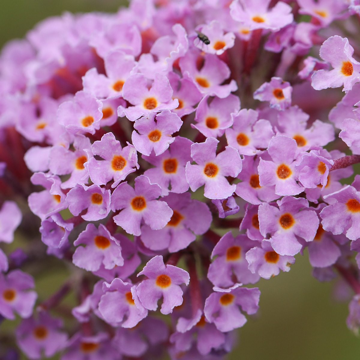 14 New And Unique Shrubs You Should Know About Gettyimages 1621471201