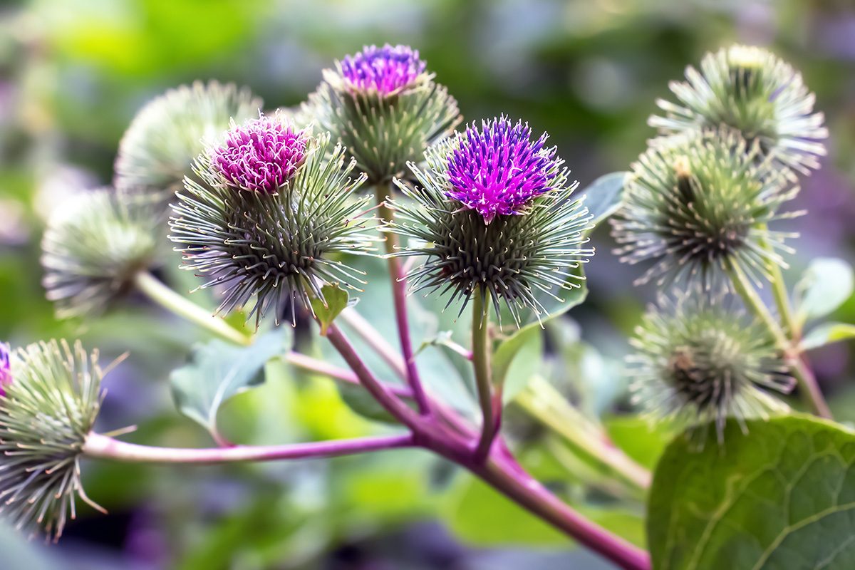Burdock Gettyimages 1603933710