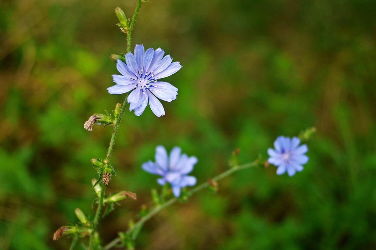 Chicory Gettyimages 1163750076