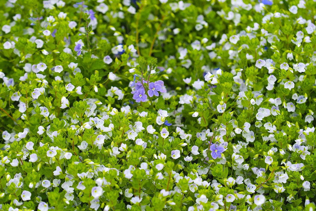 Creeping Speedwell Gettyimages 1321920376