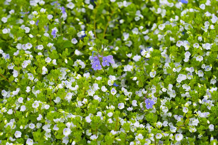 Creeping Speedwell Gettyimages 1321920376