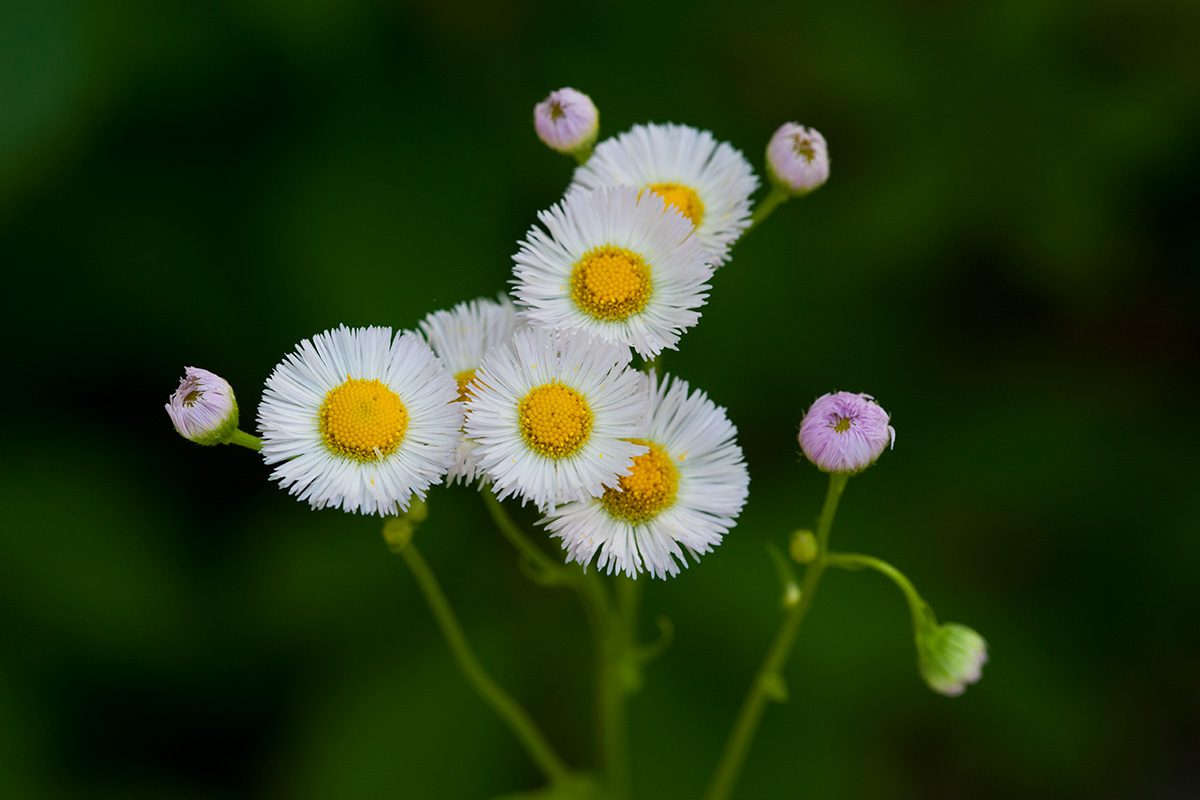 Fleabane Gettyimages 157161372