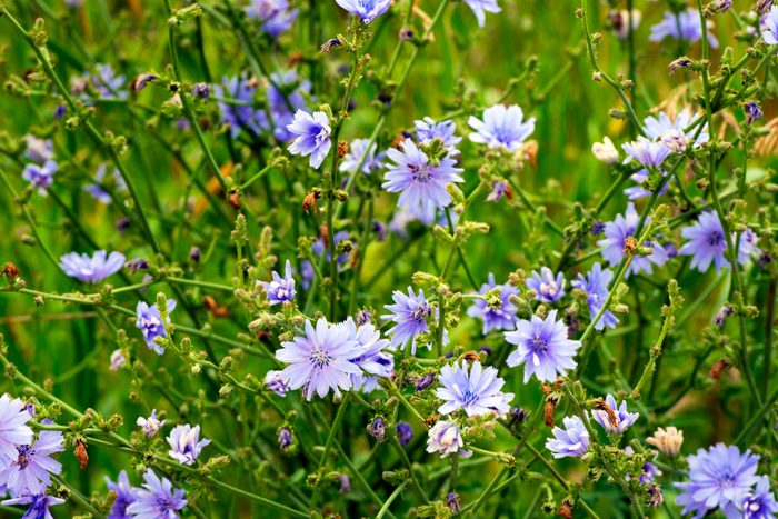 Chicory Wildflower