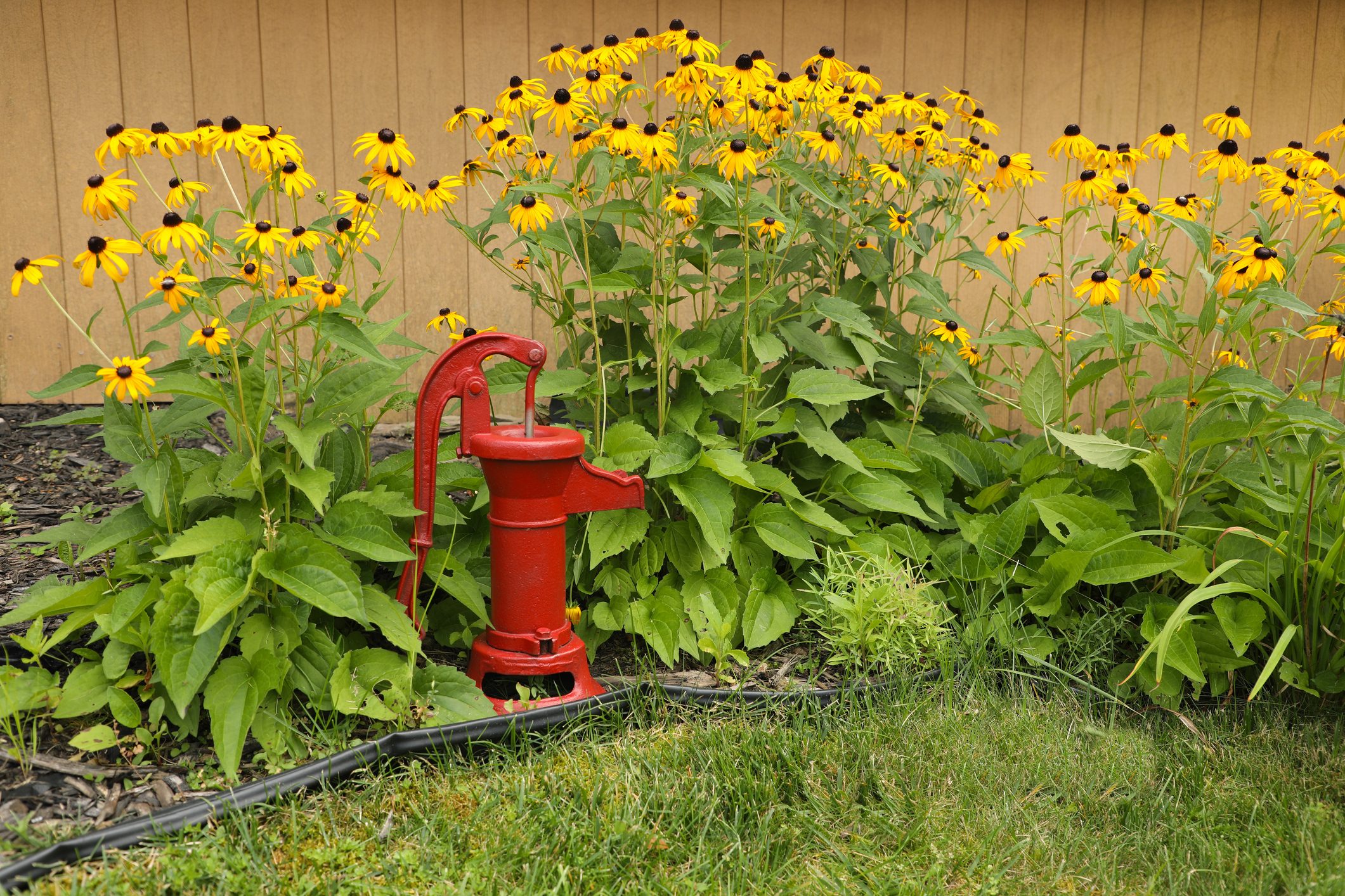 Back-Eyed Susan flower garden