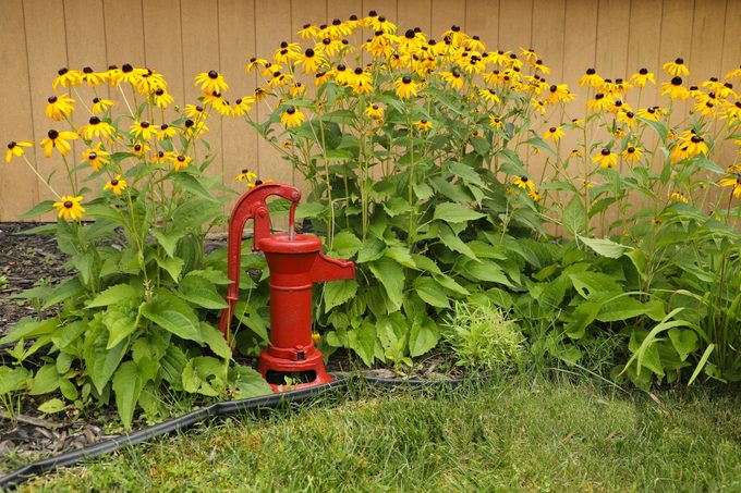 Back-Eyed Susan flower garden