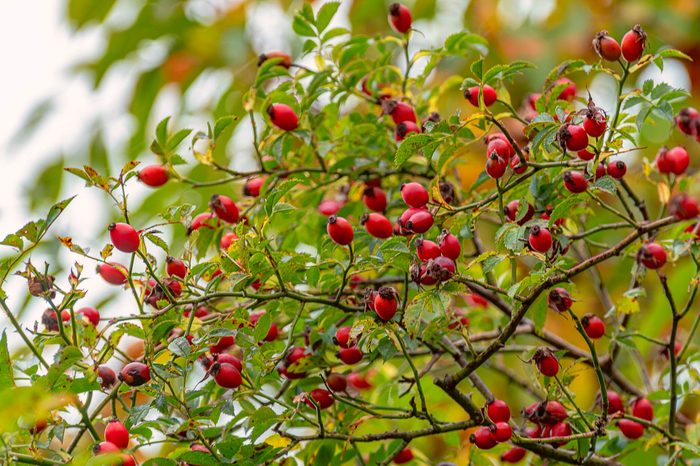 Rose hips on a wild rose bush