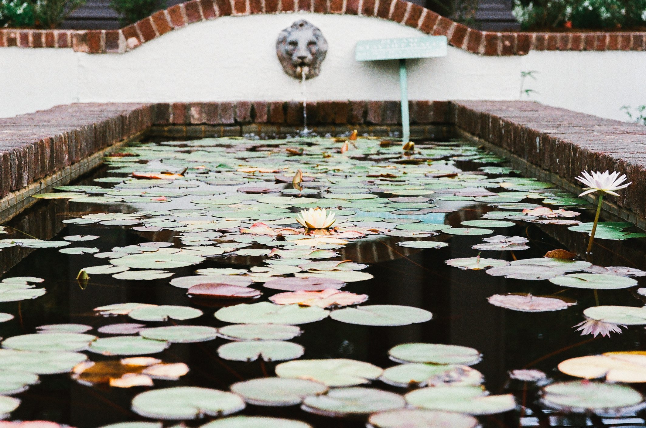 Water lily fountain in garden