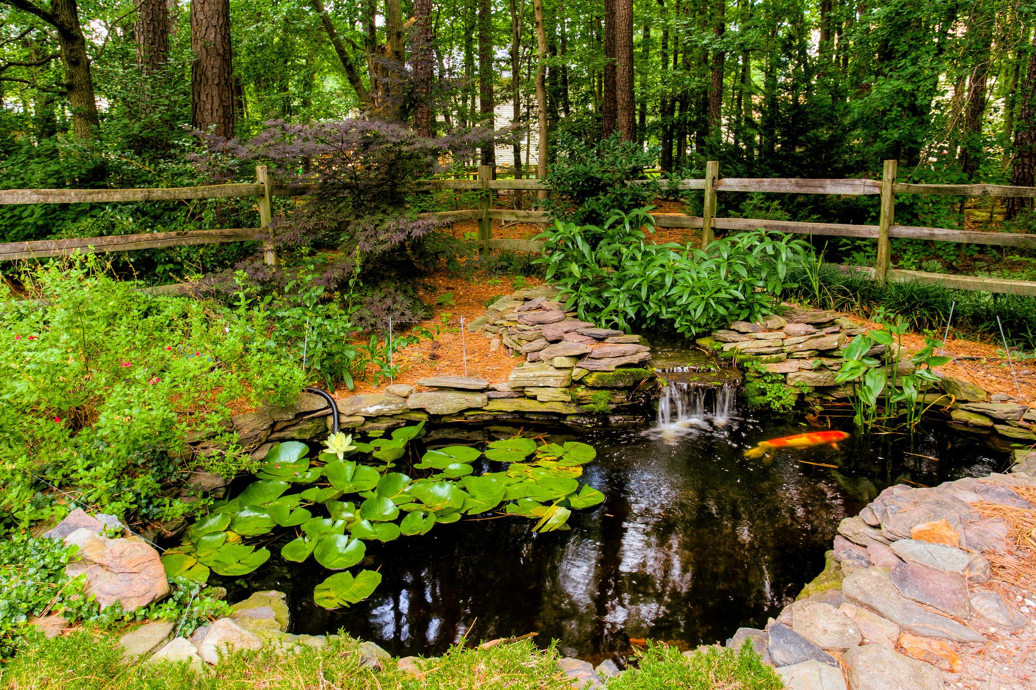 Beautiful Backyard Pond With Koi Fish And Lush Plants, Surrounded By Nature.
