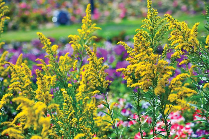 Golden Rod Flower (Solidago canadensis)