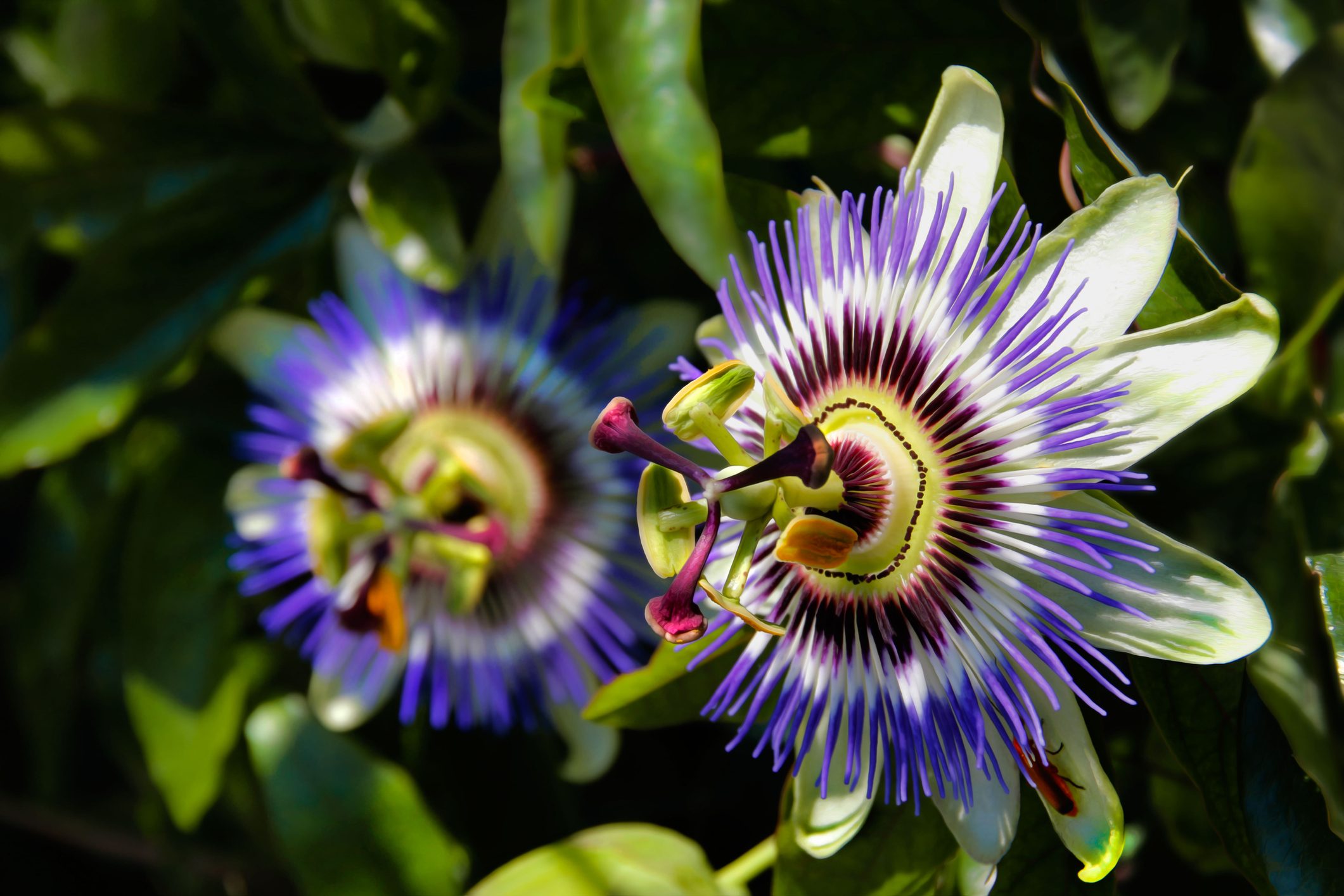 Close up of passion flowers (Passiflora)