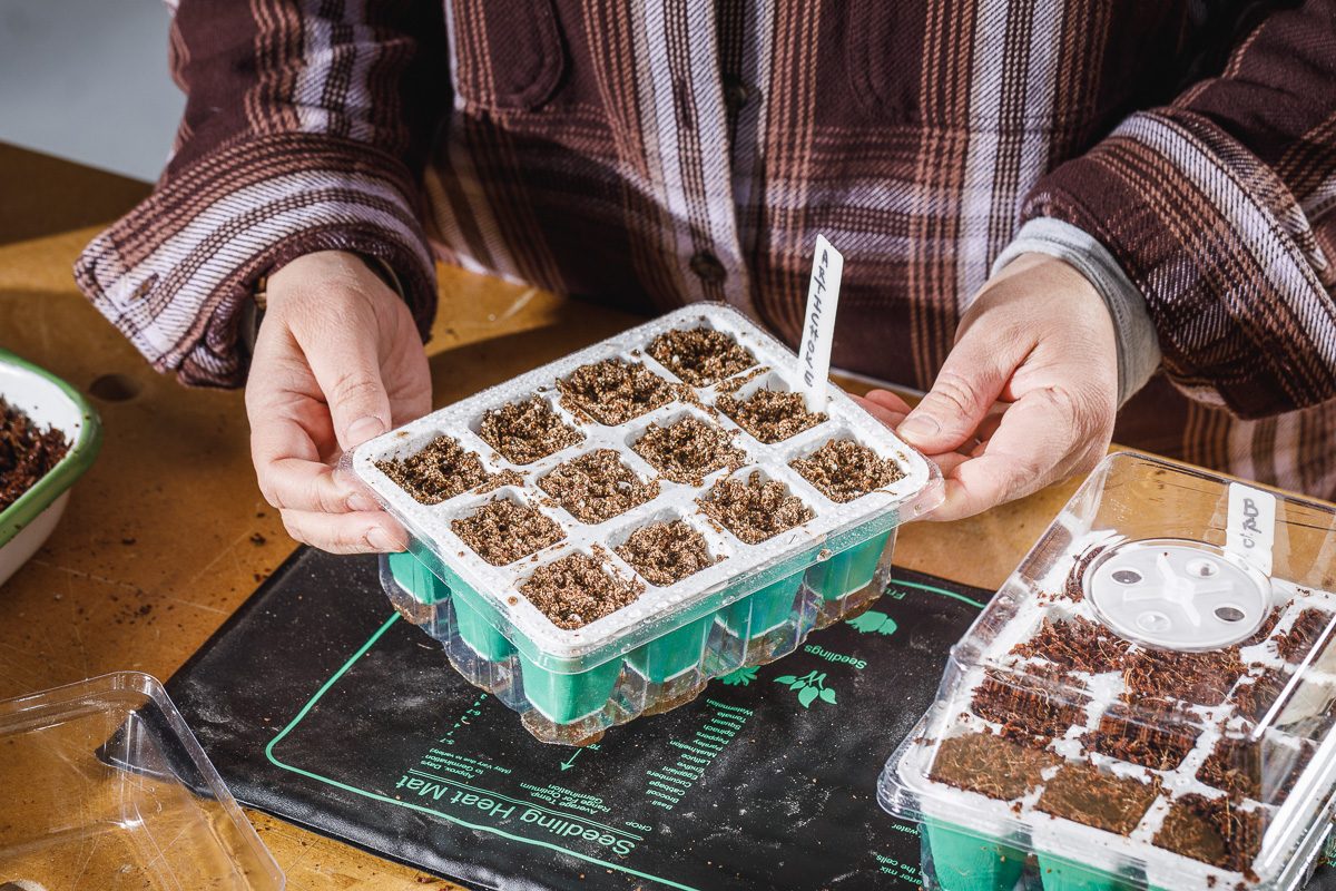 planted seeds being placed on heating mats