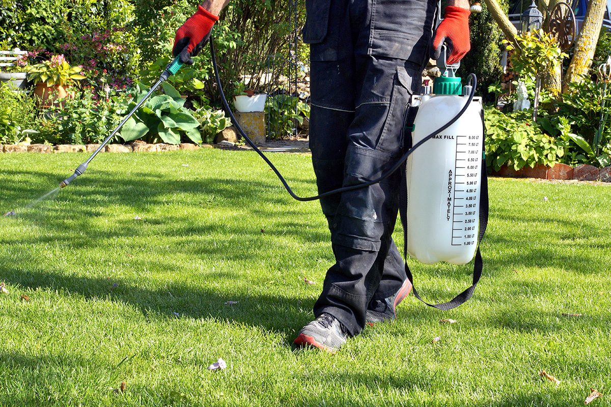 What Is Hairy Bittercress And How Do I Get Rid Of It Gettyimages 1208798130