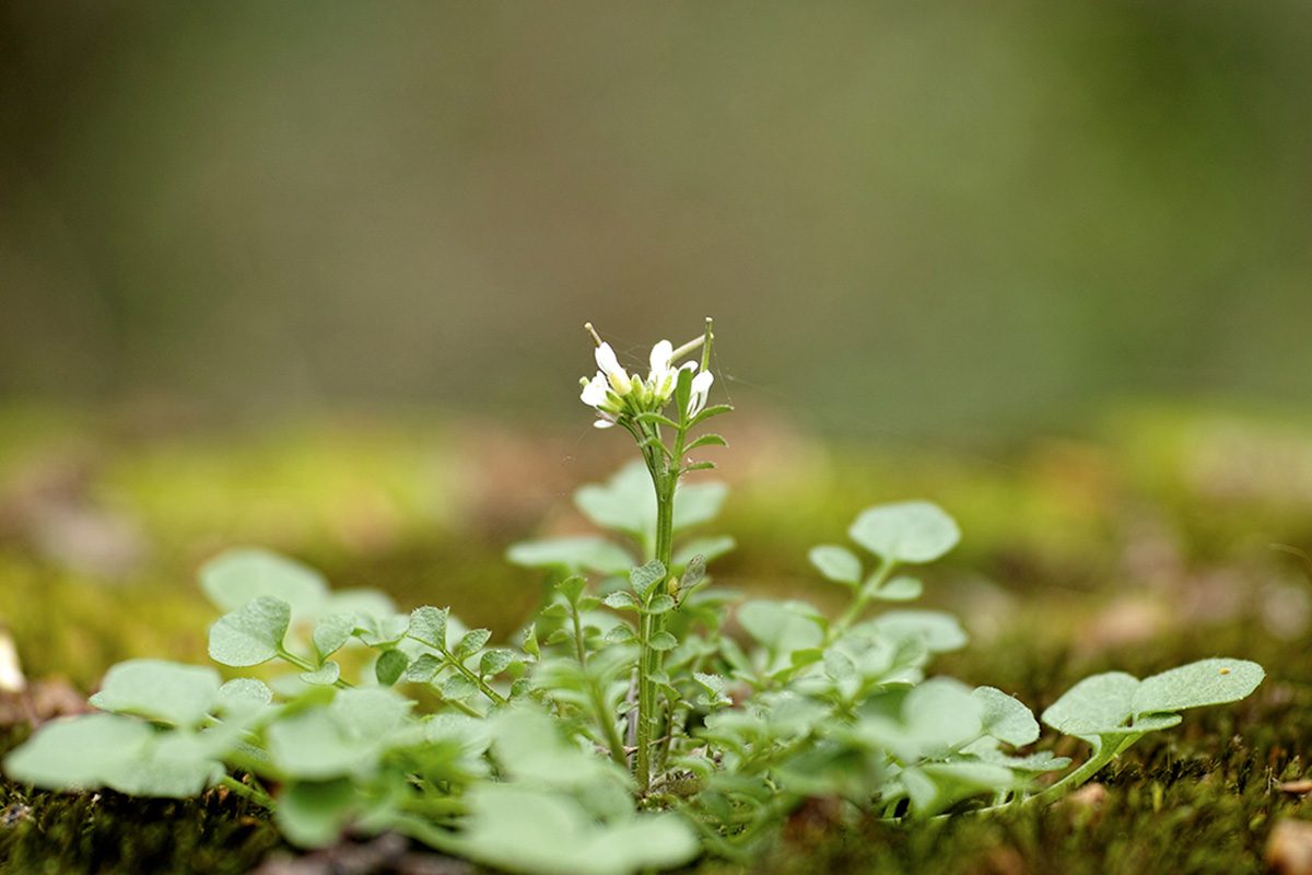 What Is Hairy Bittercress And How Do I Get Rid Of It Gettyimages 2157840292