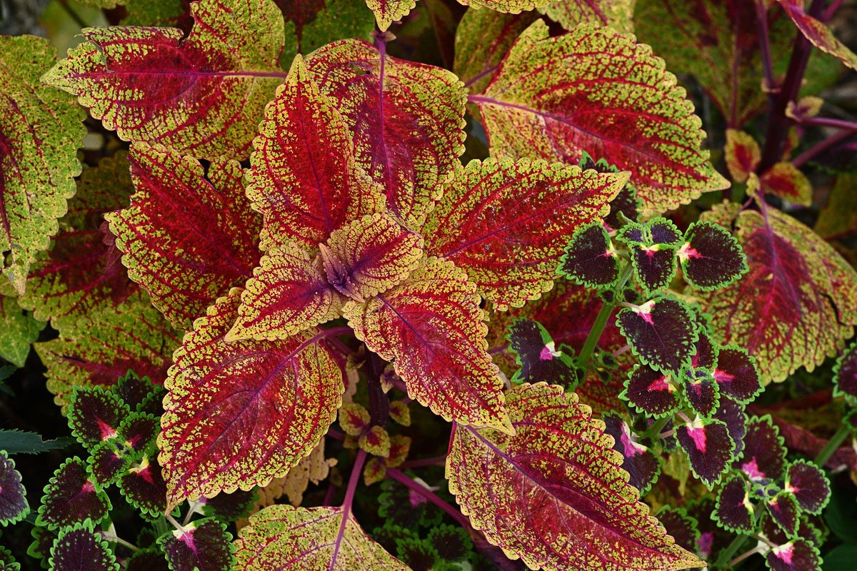 coleus