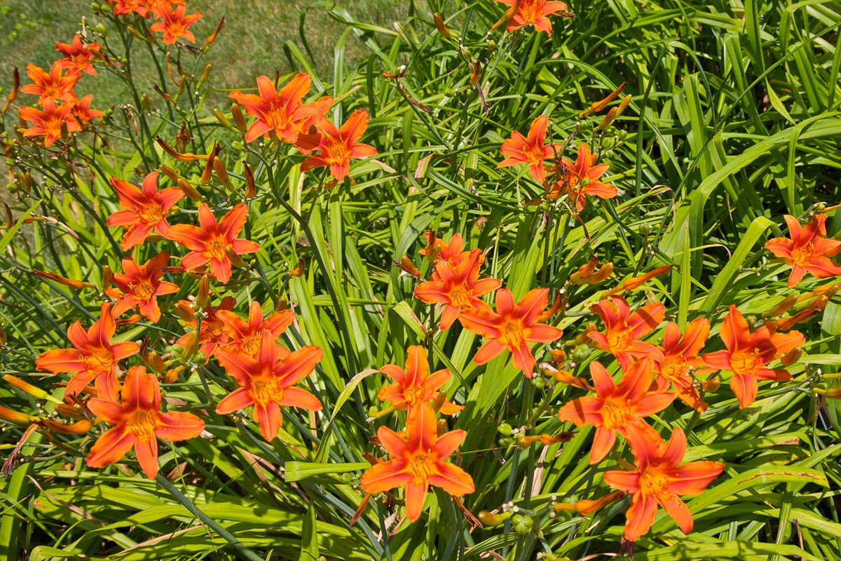daylilies