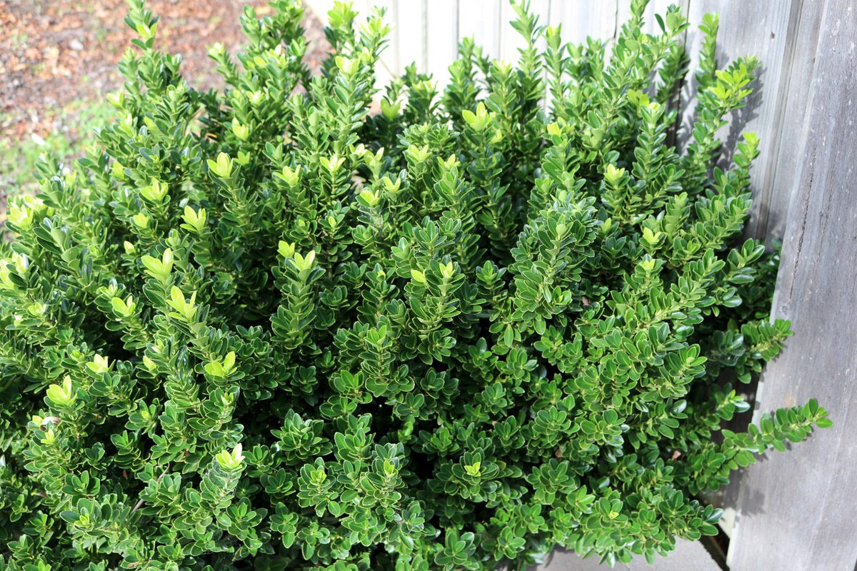 green velvet boxwood