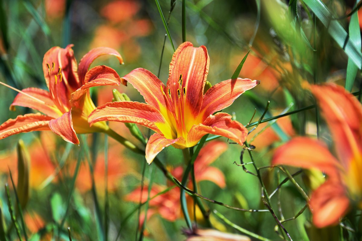 10 Resilient Deep Shade Plants for Your Garden