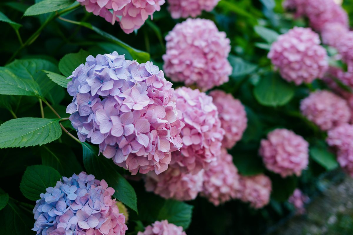hydrangeas