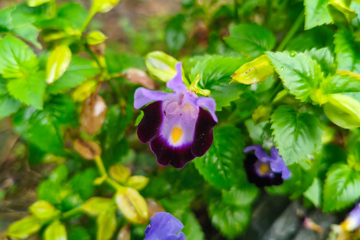Torenia
